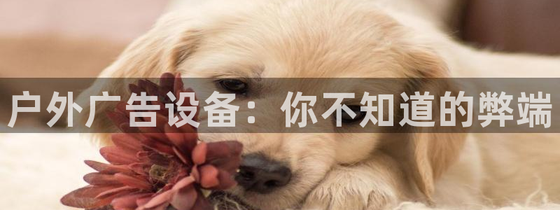 杏宇平台怎么样
